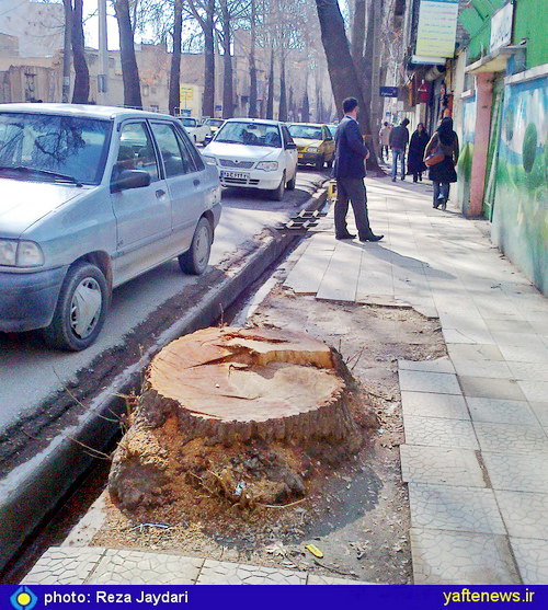 قطع درخت‌ها در خرم‌آباد به بهانه مزاحمت براي ساخت و ساز- يافته
